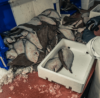 Verse vis bij KuNa Fish van Vlaamse Visveilingen Zeebrugge